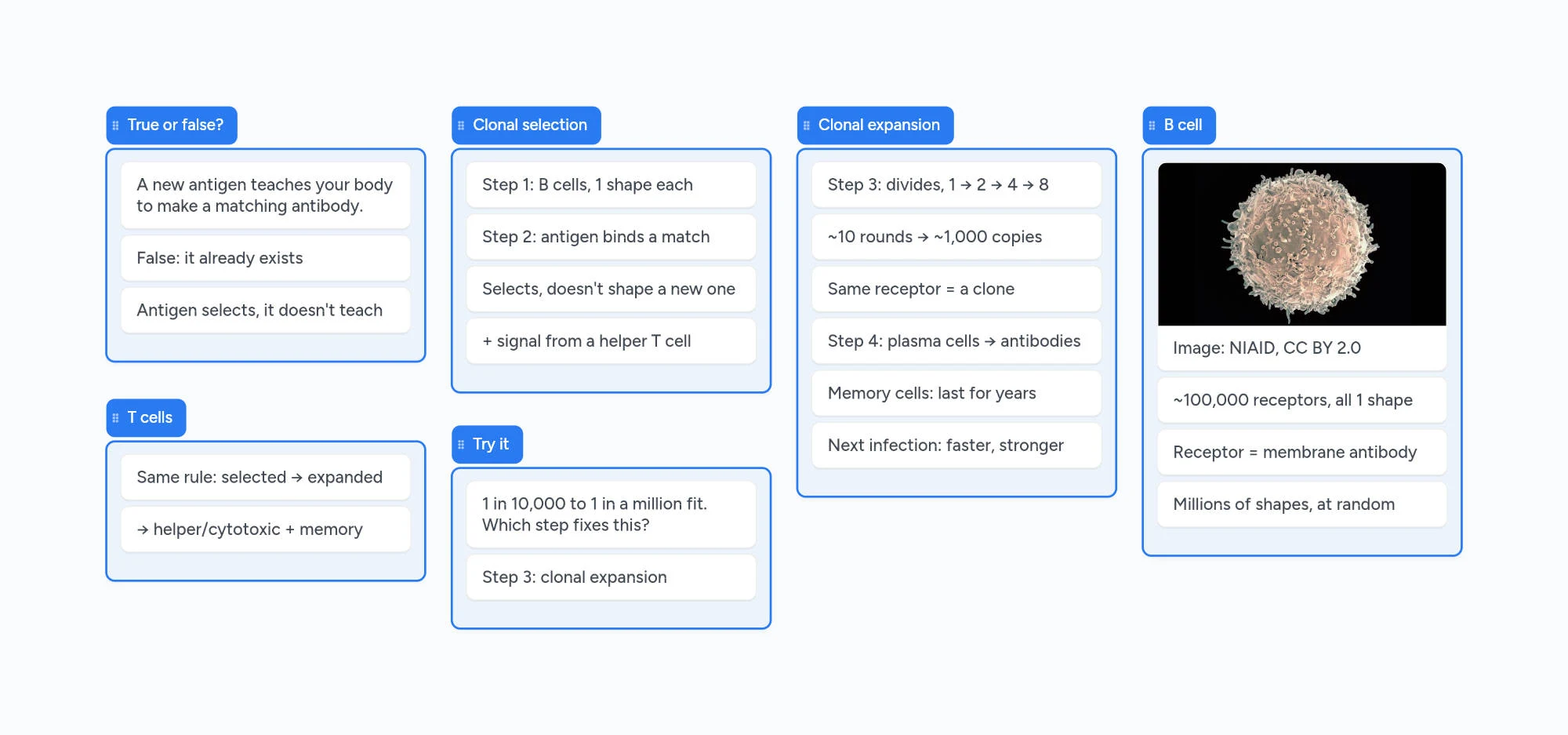 The finished Boardling notes board on clonal selection: a true-or-false card, the four steps, clonal expansion, T cells, a practice question and an electron micrograph of a B cell