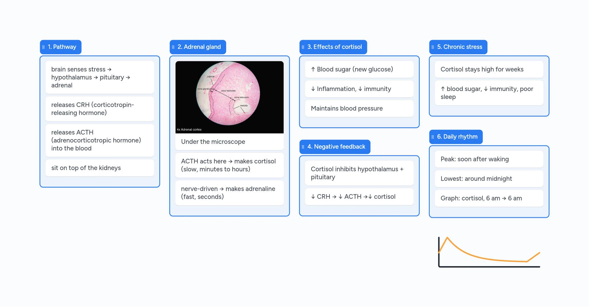 The finished Boardling notes board on the HPA axis: pathway, adrenal gland with a micrograph, effects of cortisol, negative feedback, chronic stress and a hand-drawn daily cortisol curve