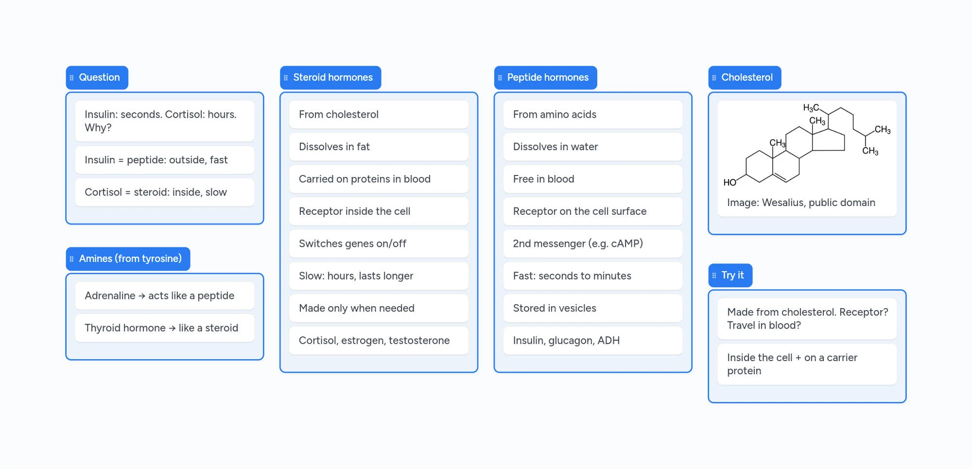 The finished Boardling notes board comparing steroid and peptide hormones row by row, with the cholesterol formula, amine hormones and a practice question