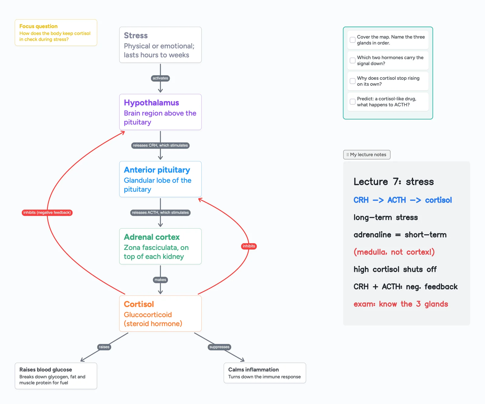 An Instaboard concept map of the HPA axis: stress, hypothalamus, anterior pituitary, adrenal cortex and cortisol on cards joined by labelled arrows, red negative feedback arrows, a recall checklist and handwritten lecture notes